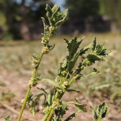 Dysphania pumilio (Small Crumbweed) at Conder, ACT - 27 Feb 2019 by MichaelBedingfield