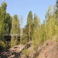 Populus nigra (Lombardy Poplar) at Theodore, ACT - 27 Feb 2019 by michaelb