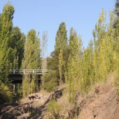 Populus nigra (Lombardy Poplar) at Tuggeranong Hill - 27 Feb 2019 by michaelb