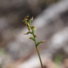 Corunastylis clivicola (Rufous midge orchid) at Hackett, ACT - 28 Mar 2019 by petersan