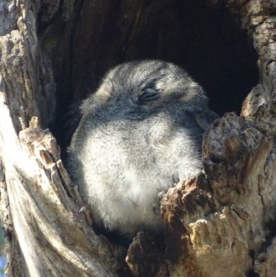 Aegotheles cristatus (Australian Owlet-nightjar) at Garran, ACT - 27 Mar 2019 by roymcd