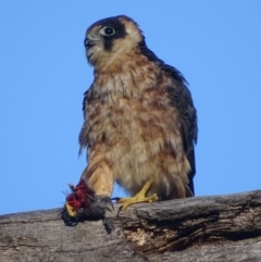 Falco longipennis (Australian Hobby) at Red Hill, ACT - 27 Mar 2019 by roymcd