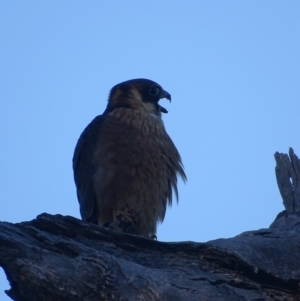 Falco longipennis at Red Hill, ACT - 27 Mar 2019 08:47 AM