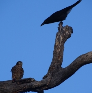 Falco longipennis at Red Hill, ACT - 27 Mar 2019