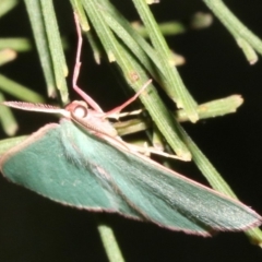 Chlorocoma (genus) (Emerald moth) at Mount Ainslie - 27 Mar 2019 by jb2602