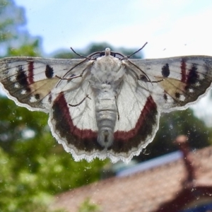 Crypsiphona ocultaria at Aranda, ACT - 28 Mar 2019