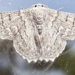 Crypsiphona ocultaria at Aranda, ACT - 28 Mar 2019