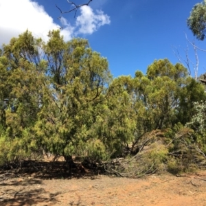 Exocarpos cupressiformis at Ainslie, ACT - 28 Mar 2019