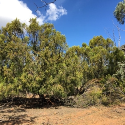 Exocarpos cupressiformis (Cherry Ballart) at Mount Ainslie - 28 Mar 2019 by jb2602