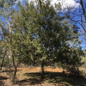 Exocarpos cupressiformis at Ainslie, ACT - 28 Mar 2019