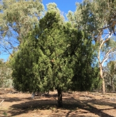 Exocarpos cupressiformis (Cherry Ballart) at Mount Ainslie - 28 Mar 2019 by jb2602