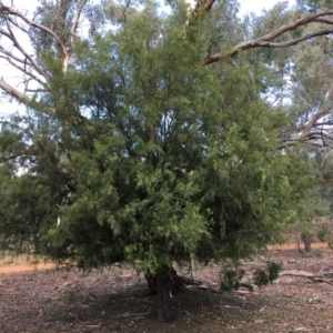 Exocarpos cupressiformis at Ainslie, ACT - 28 Mar 2019