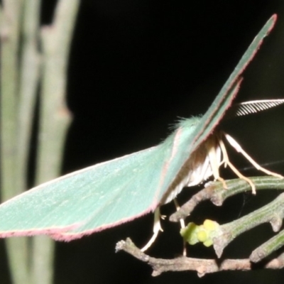 Chlorocoma (genus) (Emerald moth) at Mount Ainslie - 27 Mar 2019 by jb2602