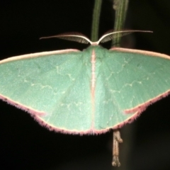 Chlorocoma (genus) at Ainslie, ACT - 27 Mar 2019