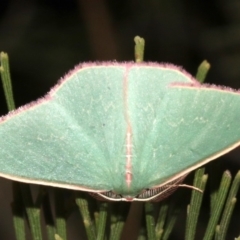 Chlorocoma (genus) (Emerald moth) at Mount Ainslie - 27 Mar 2019 by jb2602