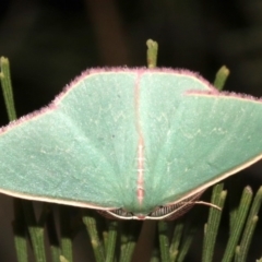 Chlorocoma (genus) (Emerald moth) at Ainslie, ACT - 27 Mar 2019 by jb2602