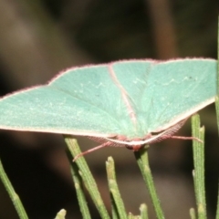 Chlorocoma (genus) at Ainslie, ACT - 27 Mar 2019 09:17 PM