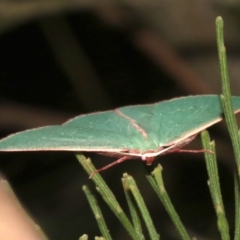 Chlorocoma (genus) at Ainslie, ACT - 27 Mar 2019 09:17 PM