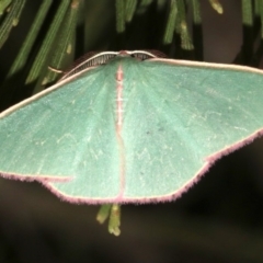 Chlorocoma (genus) at Ainslie, ACT - 27 Mar 2019 09:17 PM