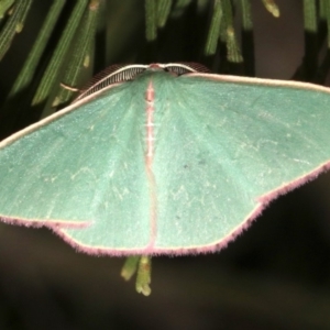 Chlorocoma (genus) at Ainslie, ACT - 27 Mar 2019 09:17 PM