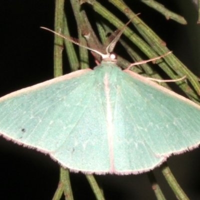Chlorocoma (genus) (Emerald moth) at Ainslie, ACT - 27 Mar 2019 by jb2602