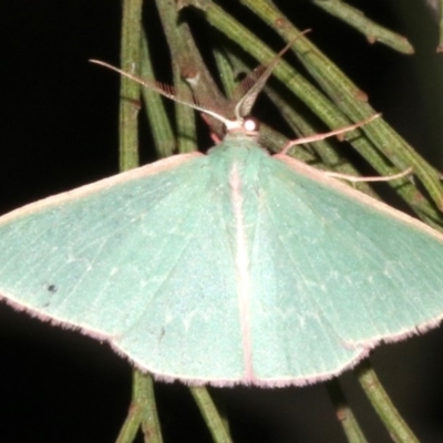 Chlorocoma (genus) (Emerald moth) at Mount Ainslie - 27 Mar 2019 by jb2602