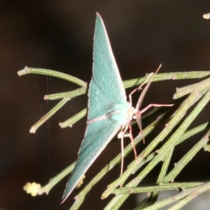 Chlorocoma (genus) at Ainslie, ACT - 27 Mar 2019