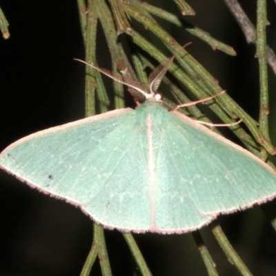 Chlorocoma (genus) (Emerald moth) at Mount Ainslie - 27 Mar 2019 by jb2602