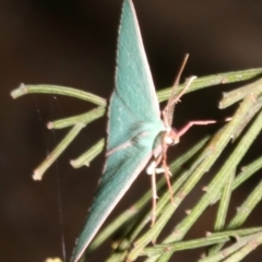 Chlorocoma (genus) at Ainslie, ACT - 27 Mar 2019