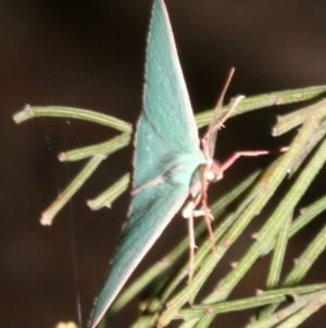 Chlorocoma (genus) at Ainslie, ACT - 27 Mar 2019 10:01 PM