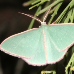 Chlorocoma (genus) (Emerald moth) at Ainslie, ACT - 27 Mar 2019 by jbromilow50