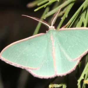 Chlorocoma (genus) at Ainslie, ACT - 27 Mar 2019 10:08 PM