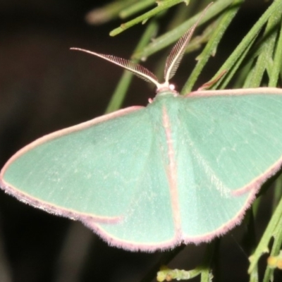 Chlorocoma (genus) (Emerald moth) at Ainslie, ACT - 27 Mar 2019 by jb2602