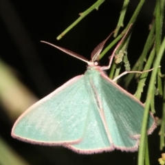 Chlorocoma (genus) at Ainslie, ACT - 27 Mar 2019