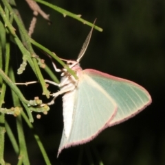 Chlorocoma (genus) at Ainslie, ACT - 27 Mar 2019