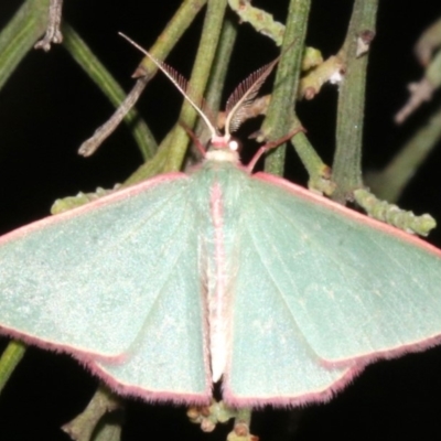 Chlorocoma (genus) (Emerald moth) at Mount Ainslie - 27 Mar 2019 by jb2602