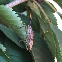 Poecilometis sp. (genus) (A Gum Tree Shield Bug) at Fraser, ACT - 28 Mar 2019 by Charlotte