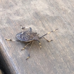 Poecilometis sp. (genus) at Fraser, ACT - 28 Mar 2019