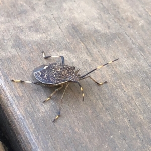 Poecilometis sp. (genus) at Fraser, ACT - 28 Mar 2019 02:35 PM