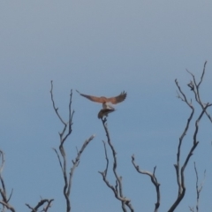 Falco cenchroides (Nankeen Kestrel) at Fadden, ACT - 28 Mar 2019 by KumikoCallaway