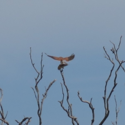 Falco cenchroides (Nankeen Kestrel) at Fadden, ACT - 27 Mar 2019 by KumikoCallaway