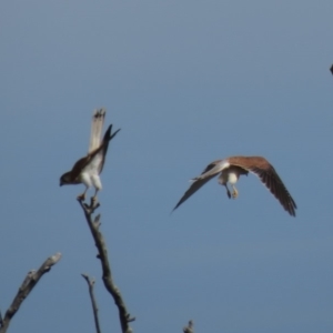 Falco cenchroides at Fadden, ACT - 28 Mar 2019