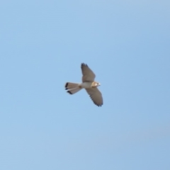 Falco cenchroides at Fadden, ACT - 28 Mar 2019