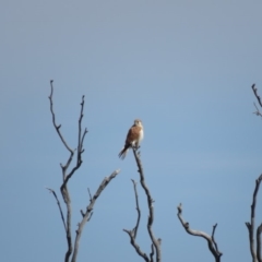 Falco cenchroides at Fadden, ACT - 28 Mar 2019