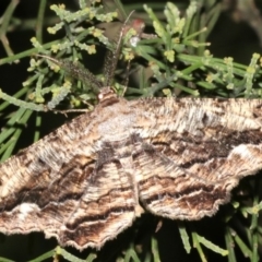 Scioglyptis lyciaria (White-patch Bark Moth) at Mount Ainslie - 27 Mar 2019 by jb2602