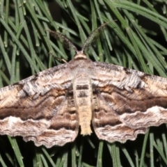 Scioglyptis lyciaria (White-patch Bark Moth) at Mount Ainslie - 27 Mar 2019 by jb2602