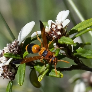 Abispa ephippium at Acton, ACT - 27 Mar 2019 02:14 PM