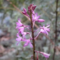 Dipodium roseum (Rosy Hyacinth Orchid) at Cotter River, ACT - 28 Mar 2019 by JohnBundock