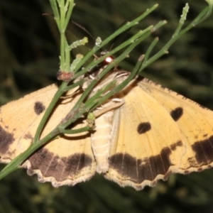 Scioglyptis lyciaria at Ainslie, ACT - 27 Mar 2019