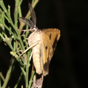 Scioglyptis lyciaria at Ainslie, ACT - 27 Mar 2019